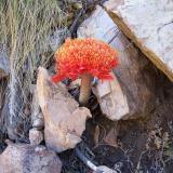 While looking for mineral specimens, flowers are always appreciated.  Robertson, WC. (Author: Pierre Joubert)