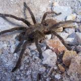 Spiders and scorpions are often encountered.  Here is a Baboon spider, or Tarantula.  Robertson, WC. (Author: Pierre Joubert)