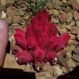 Amazing plant, reminds me of rhodochrosite (Author: Pierre Joubert)