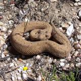 The same snake, close up. (Author: Pierre Joubert)