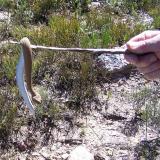 A horned adder; found while looking for crystals; caught, photographed and released. (Author: Pierre Joubert)