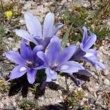 I know this is a mineral forum, but flowers are so much part of our crystal outings.  The Western Cape has, by far, the most species of wild flowers in the world. (Author: Pierre Joubert)