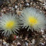 Beautiful flowers are found while looking for crystals.  This type of succulent is rare from the Ceres area. (Author: Pierre Joubert)