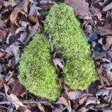 The moss was fat and happy on this December day, with late afternoon sun, waiting on the first snow. (Author: vic rzonca)