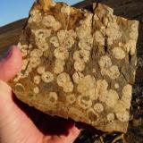 Some strange mineral (or is it perhaps fungi?) on shale rock. (Author: Pierre Joubert)