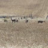 Closer to home, I slept for one night in the field on a farm and woke up with these antelope grazing about 200 m away. (Author: Pierre Joubert)