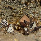 Unknown crystals
Western Cape, South Africa
Largest approx. 3mm long.
My knowledge of mineral specimens is very limited.  I will place some of these photos on ’what mineral is it?’ later on.  Maybe one of our experts can help identify these crystals. (Author: Pierre Joubert)