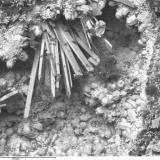 Dewindtita y Fosfohedyfana
Mina Esperanza, Villar de la Yegua, Salamanca, Castilla y León, España
Ejemplar del Museo de Ciencias Naturales de Álava / Foto SEM: César Menor Salván

Aunque la la Fosfohedyfana no pertenece "sensu stricto" a este grupo, sí la Dewindtita, por lo que para iniciar el hilo qué mejor que esta bonita imagen SEM que publicó César Menor en su hilo "Mis imágenes SEM favoritas" con una también bonita historia. En palabras de César:
Un ejemplar histórico, esta muestra perteneció a Folch como "Renardita". El estudio del ejemplar muestra que estaba compuesto por estas dos especies. (Autor: Jordi Fabre)