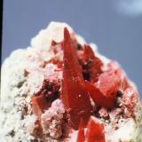 Calcite
Snake Hill (Laurel Hill), New Jersey, USA
Calcite (hematite-coated). Longest crystal 1.5 cm
Snake hill was an isolated igneous hill in the meadowlands of northeastern NJ.  It was completely leveled by quarrying, but in the process many interesting minerals were found.  It is not far from an old clay pit in Moonachie where I have taken my family to collect clay concretions. (Author: John Medici)