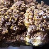 Mimetita
Santa Eulalia - Chiuahua - México
13x8 cm
Detalle de los crecimientos de los cristales, son como dos crecimientos uno amarillo por encima de uno de color marrón. (Autor: panchito28)