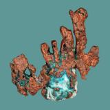 Copper
Chimney Rock Quarry, Bridgewater, Somerset County, New Jersey, USA
5 x 5 cm
Crystallized copper with chrysocolla (Author: Frank Imbriacco)