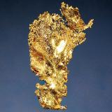 Gold
Rosia Montana, Alba Co., Romania
3.2 cm.
Formerly known as Verespatak, Rosia Montana was mined by the Romans 2000 years ago. (Author: crosstimber)