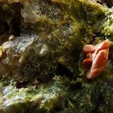 Crocoite w Pyromorphite
La Cantonnier Vein, Nontron, Dordogne, Aquitane, France.
Crocoite to 1.5 mm max dimension (Author: nurbo)