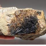 Vivianita sobre Pirita, Siderita
Mina Siglo XX, Llallagua, Bolivia
13 x 9 x 5,5 cm
El cristal mas largo es de 36 mm.
Encontrada antes de 1973. (Autor: Iván Blanco (PDM))
