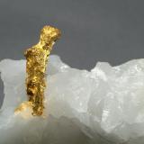 Gold
Timmins, Ontario, Canada
5 x 3.5 x 1.5 cm
Gold on Quartz (Author: Joseph D'Oliveira)