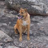 One of our 2 RPS&rsquo;s (royal pavement specials), Yogi (reminding one of Yogi bear, with his short ear stubs), who was rescued about ten years ago, from a squatter camp after both his ears had been cut off.  He is a very happy dog and just as addicted to the mountains, just like us. (Author: Pierre Joubert)