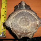 Limonitized whale vertebra
Baia de Fier, Romania
130x130x90 mm, 1139 g , Miocene, (Author: mihailovici79)