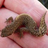 A small gecko found while looking for quartz. (Author: Pierre Joubert)