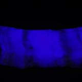 Fluorita - Fluorescente
Granite Mountain, Buckhorn Canyon, Dugway Mountains District, Dugway Range, Tooele Co., Utah, USA
12 x 5 cm
Luz onda larga. (Autor: Daniel C.M.)