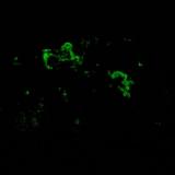 Calcita con Willemita - Fluorescente y Fosforescente
Franklin, Sussex Co, New Jersey, EEUU
76 x 56 x 48 mm
Cuando se apaga la luz UV onda corta o larga, la Willemita da fosforescencia verde que tarda muchos segundos en apagarse. (Autor: Juan María Pérez)