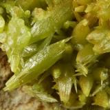 Pyromorphite.
Mexico Mine, Roughton Gill, Caldbeck Fells, Cumbria, UK.
Crystals to 11 mm on 4 cm matrix. (Author: Ru Smith)