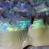 Opal
Queensland, Australia
15 x 6.3 x 5 cm (Author: Don Lum)