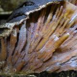 Quartz (variety Agate)
Withlacoochee River, Georgia, USA
29.2 x  17.8 cm
Withlacoochee Agatized Coral (Author: Don Lum)