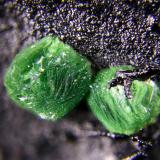 Calcosiderita.
Minas de El Horcajo, El Horcajo, Almodóvar del Campo, Ciudad Real, Castilla-La Mancha, España.
Cristal mayor de 1,2 mm.
 (Autor: Antonio Carmona)