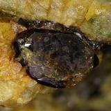 Monacita-(Ce)
Sierra Albarrana, Hornachuelos, Córdoba, Andalucía, España.
Cristal de 12 x 8 mm. (Autor: Antonio Carmona)
