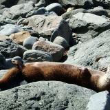 Talisker Bay, Isle of Skye, Scotland, UK
About 90cm long
Time for a well-earned rest !

Otter sunbathing at Talisker Bay, May 2007. (Author: Mike Wood)