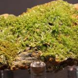 Pyromorphite
Saint-Salvy Mine, Saint-Salvy-de-la-Balme, Tarn, France
7.0 x 4.0 cm
ex-Dr. Mark N. Feinglos (Author: Don Lum)