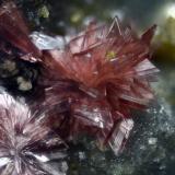 Eritrina.
Concesión La Cena del Depósito, Cerro Minado, Cuesta Alta, Huércal-Overa, Almería, Andalucía, España.
Campo de visión 2 mm.
Fotografía Juan Miguel Segura. (Autor: Juan Miguel)