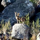 Two Klipspringer on a rock.  These are extremely agile and their name means ’rock jumper’ if freely translated. (Author: Pierre Joubert)