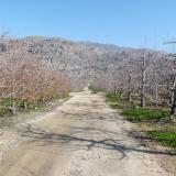 The road that leads to one of our ’crystal’ collecting areas, runs through a pear orchard. (Author: Pierre Joubert)
