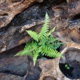 A fern grows in soil in a rock cavity. (Author: Pierre Joubert)