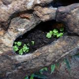 Natural rockery. (Author: Pierre Joubert)