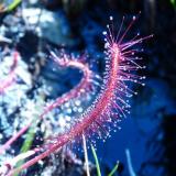 The same plant close-up. (Author: Pierre Joubert)