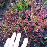 A remarkable insect eating plant with glue on each end; a fairly common sight next to streams. (Author: Pierre Joubert)