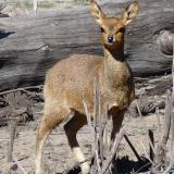 Yet another mountain dweller, a Duiker. (Author: Pierre Joubert)