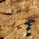 Two rock rabbits (Coneys) welcome the early morning sun on my way up the mountain. (Author: Pierre Joubert)