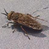 Horseflies, also known as Clegs, are nasty. They have a somewhat &rsquo;furry&rsquo; appearance, sort of dusty-grey colour. You can&rsquo;t hear them flying. You can&rsquo;t feel them land. If you&rsquo;re quick and recognise the sensation you can swipe them off you just as they start to bite; then the bite will only itch a little ! Unlike midges these things are active in bright sunshine. They are about during the months of July and August when it&rsquo;s warm. It&rsquo;s best to keep moving when these are around, and keep an eye on them but they are very distracting. They are mainly living in the valleys; it is usual to have several following you as you walk. And they can bite through thin clothing !! (Author: Mike Wood)