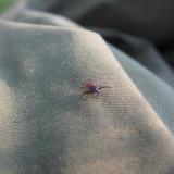 A large deer tick on the prowl. This one was about 4mm long (body) and the red part on it&rsquo;s abdomen indicates that it is mature and has fed on some thing. Mostly they are a bit smaller and can be very hard to spot when they are &lt;1mm. They hang around in long vegetation (grass, heather, bracken, trees) and wait for prey to walk past. They have caused serious infection in some parts of the UK in the form of Lyme Disease. I&rsquo;ve been getting bit by these suckers for twenty years or more but I&rsquo;m still ok (I think). Tick season - probably april to october. (Author: Mike Wood)