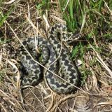 Another adder, more green than brown, maybe recently discarded it’s skin as it looks very ’fresh’ and glossy. This one was sunning itself just next to the path - my boot missed it by <5cm ! Didn’t see it until I almost stood on it; if I had it might well have bitten me. However, it stayed put so I took some photo’s, from about 40cm away ! Good snake.
Photo taken in May. (Author: Mike Wood)