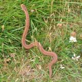 Adder approx. two feet long (60cm). They can grow to three feet long (90cm). They are poisonous but very rarely bite - usually slither away and vanish when approached. Photo taken in July. (Author: Mike Wood)