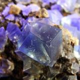 In UV light
Fluorite, Galena, cerussite (?)
Rogerley Mine, Weardale, Co Durham, England, UK.
Fluorite to 7 mm (Author: nurbo)