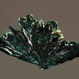 Atacamite
La Farola Mine, Cerro Pintado, Tierra Amarilla,, Copiapo Prov., Chile
1.5 x 2.5 cm.
A floater fan-shaped spray of atacamite. (Author: crosstimber)