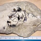 Hematites (variedad especularita ’mica de hierro’)<br />Mina María, Minas Baños del Gilico, Cehegín, Comarca Noroeste, Región de Murcia (Murcia), España<br />120 x 70 x 35 mm<br /> (Autor: José María Tortajada)