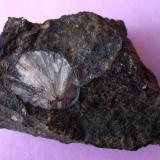 Aragonito
Can Súria, Maçanet de la Selva, Girona, Cataluña, España
5 x 3 cm (Autor: Cristalino)