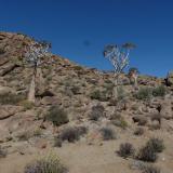 Koker boom (quiver trees) on Blesberg. (Author: Pierre Joubert)