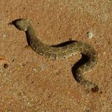 Puff-adder, responsible for the vast majority of snakebites in SA. (Author: Pierre Joubert)